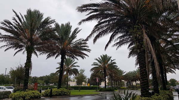Palm trees at Orlando Vineland Premium Outlets